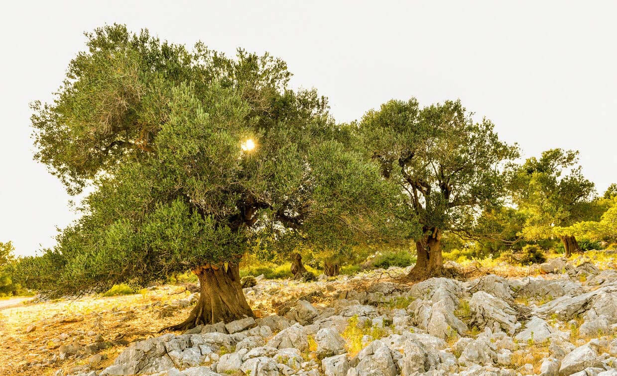 Investigadores reintroducen murciélagos en los olivares andaluces para combatir las plagas de forma natural